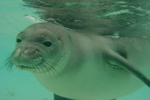 Синьо -brown seal: факти от живота на хищник